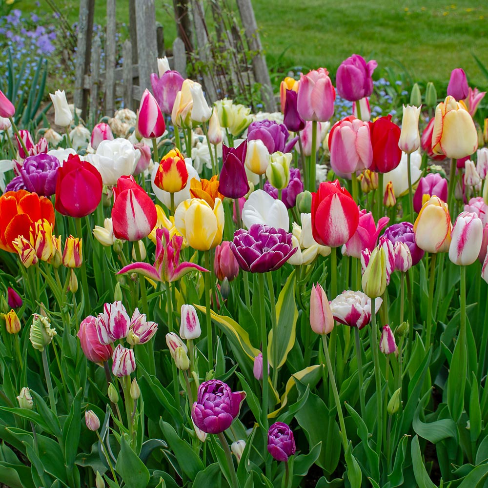 Parrot Tulip Bulbs (Tulipa gesneriana var. parrot)