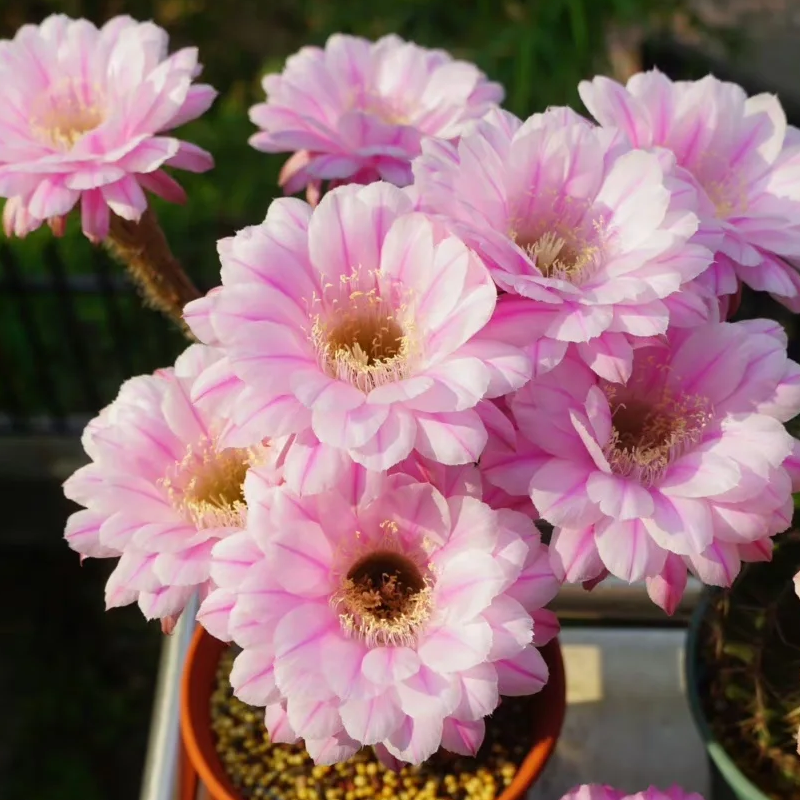 Easy care🌵🌸Flowering Cactus Seeds