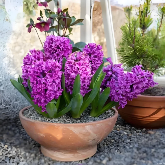 💐Hyacinth—Pure Happiness