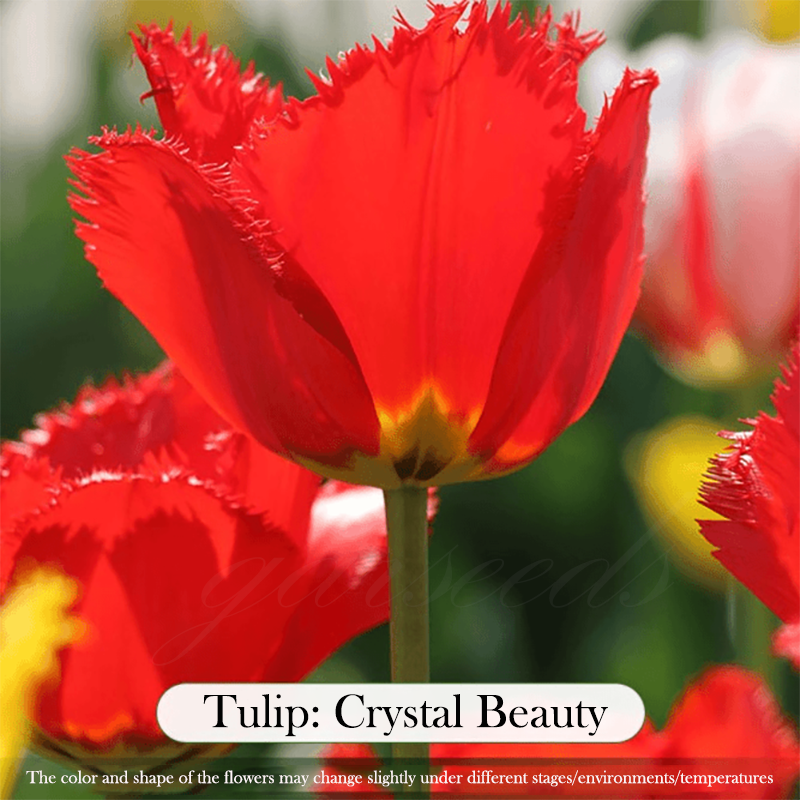  Tulip Bulbs 🌷 - Brighten Your Garden with Stunning Spring Blooms 🌸