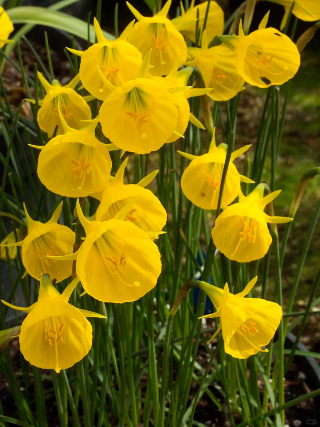 Apron Daffodil Bulbs💎 The Elegance of a Vintage Petticoat