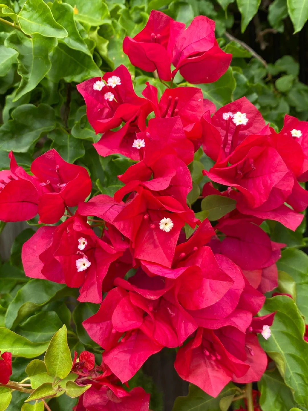 Bougainvillea Seeds: Grow Your Own Tropical Fireworks! 🌱🔥