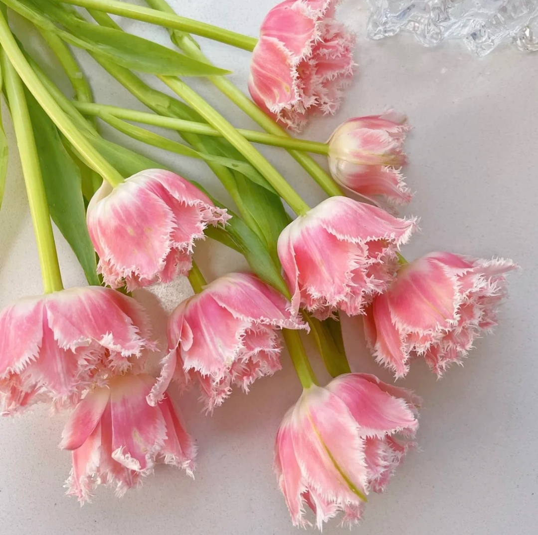 🌟 Rare Fringed Tulip Seeds 🌷✨