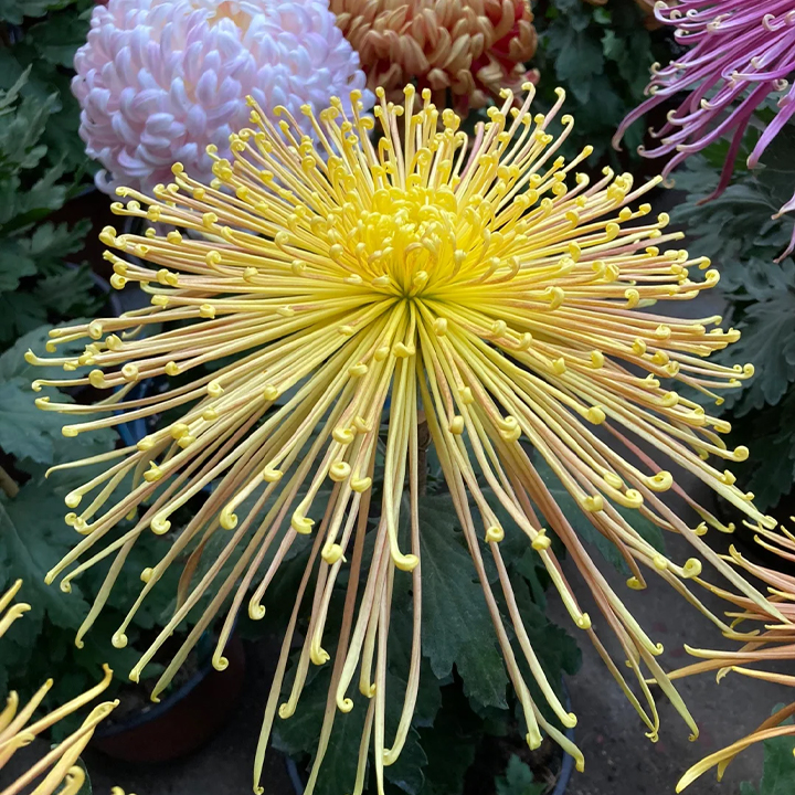 Rare Golden Chrysanthemum Seeds-Longevity Flower💞