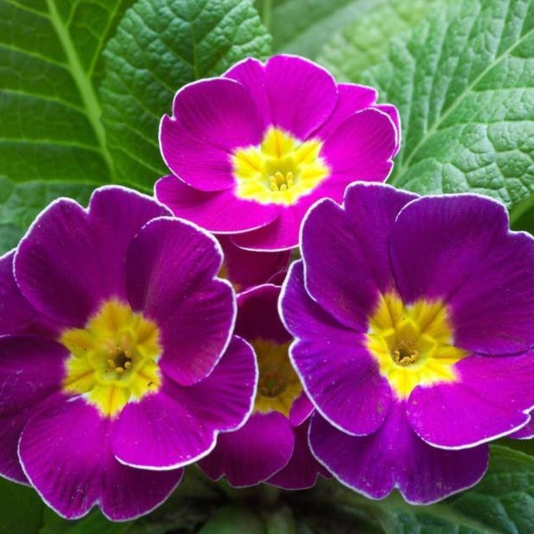 Low light 🌼 Small balcony 🌸 Plant it 🌹 Primrose