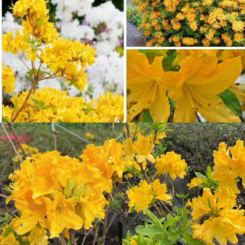 🎁50% OFF🔥Deciduous Azalea Seeds