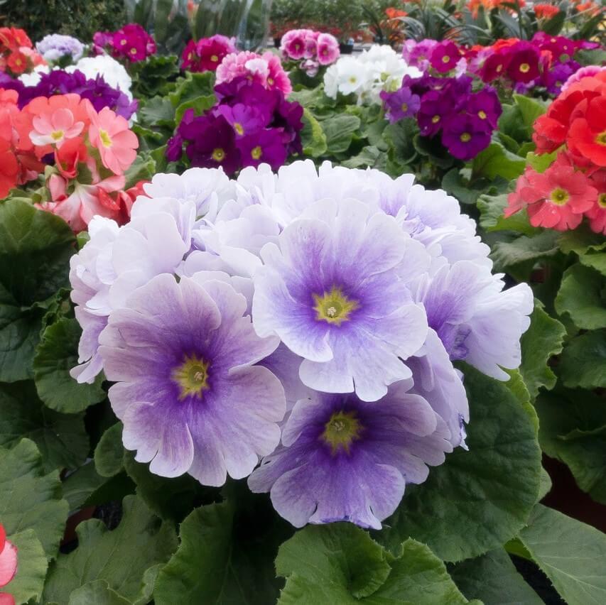 Low light 🌼 Small balcony 🌸 Plant it 🌹 Primrose