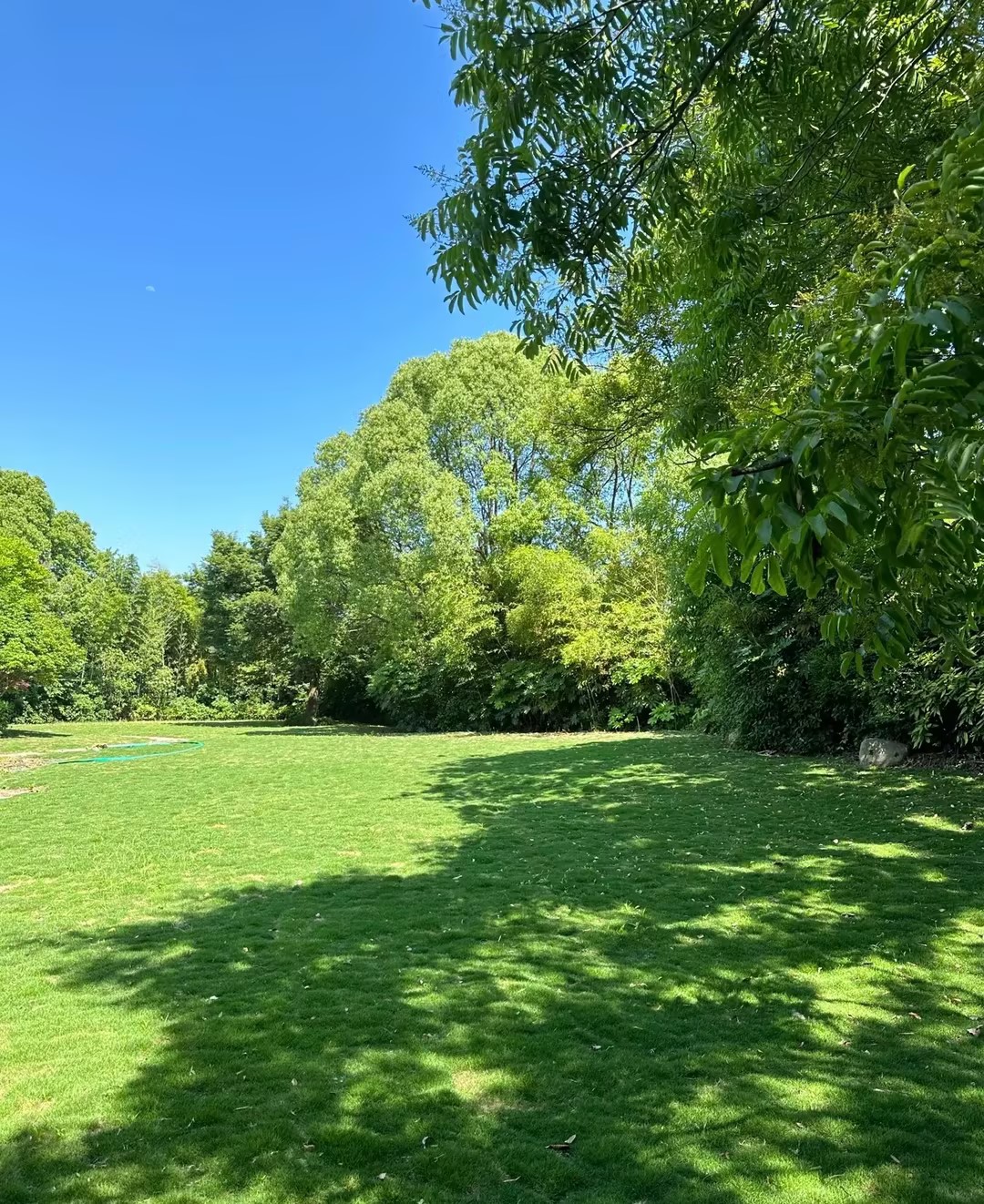 🔥🌿Grass Seeds Hybrid 🎁Keep Your Garden Green Year-Round🌱