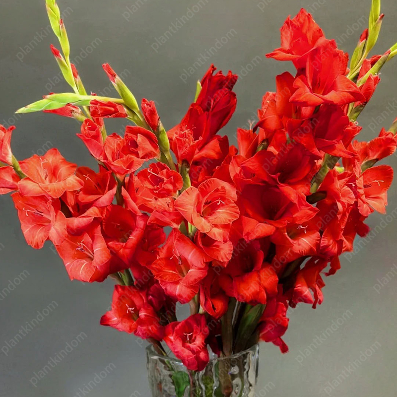 🎉Limited Time Offer: 50% Off : Gladiolus Bulbs!