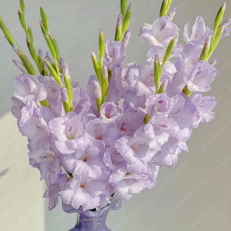 🎉Limited Time Offer: 50% Off : Gladiolus Bulbs!