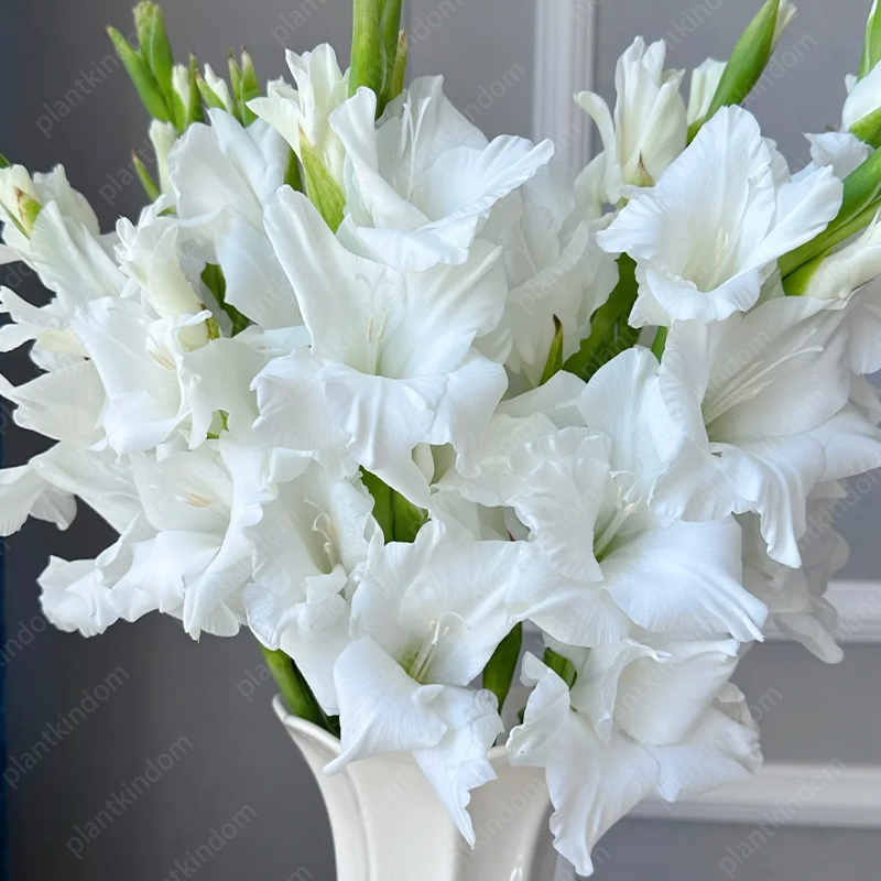 🎉Limited Time Offer: 50% Off : Gladiolus Bulbs!