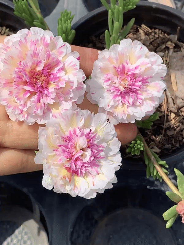 🌸 Mixed Color Double Portulaca Seeds