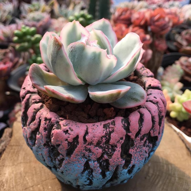 Echeveria 'Berkeley Light'