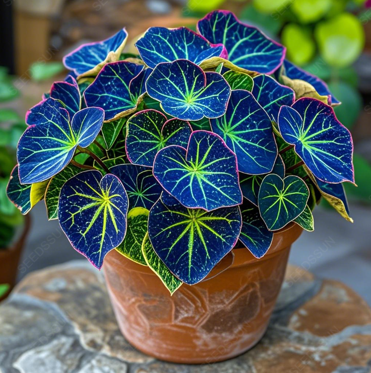 Glow Begonia Seeds🌿Enchanting Bioluminescent Beauty