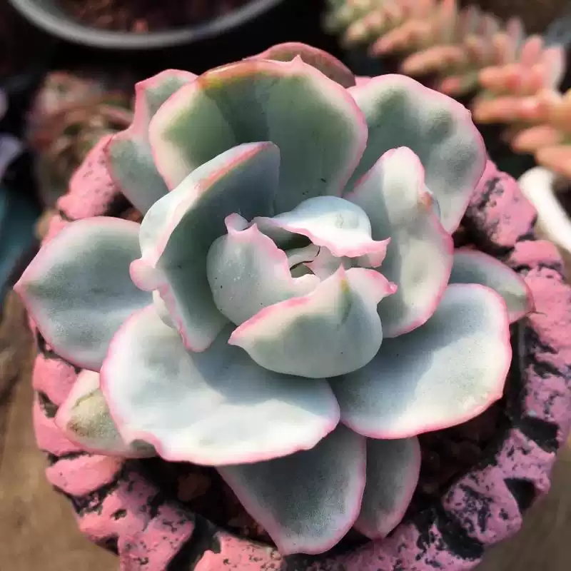 Echeveria 'Berkeley Light'