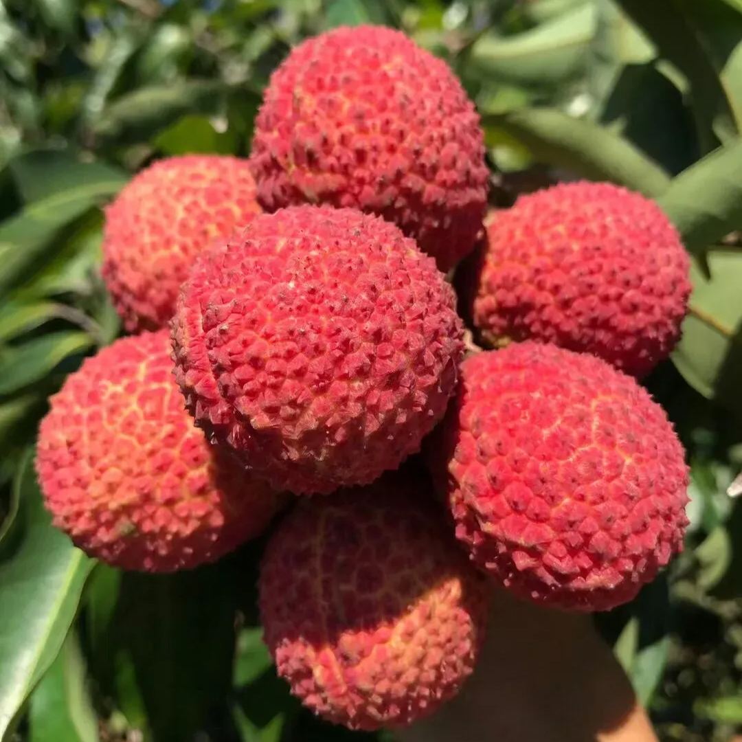 🌸 Seedless Lychee Plants - Grow Luxury "Pitless Jewels" in Your Garden!