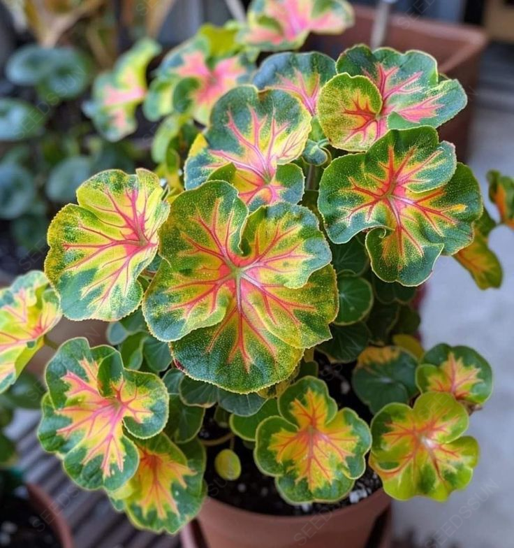 Glow Begonia Seeds🌿Enchanting Bioluminescent Beauty