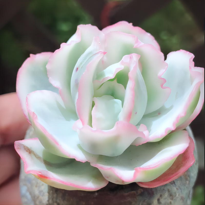 Echeveria 'Berkeley Light'
