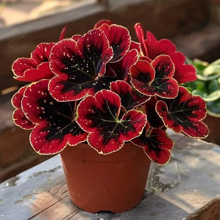 Glow Begonia Seeds🌿Enchanting Bioluminescent Beauty