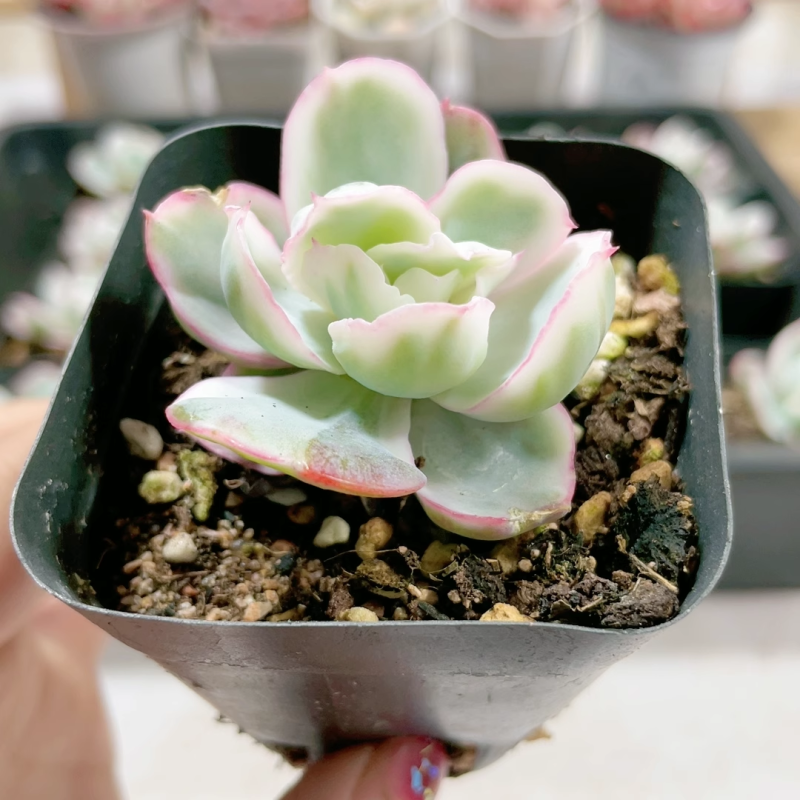 Echeveria 'Berkeley Light'