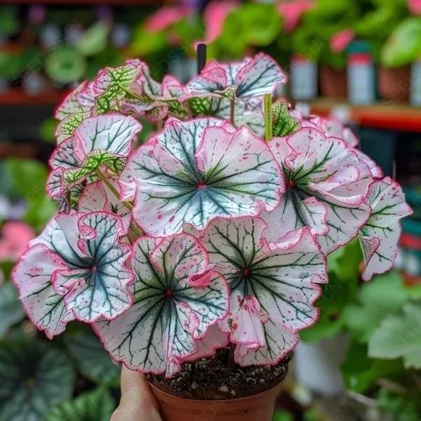 Glow Begonia Seeds🌿Enchanting Bioluminescent Beauty