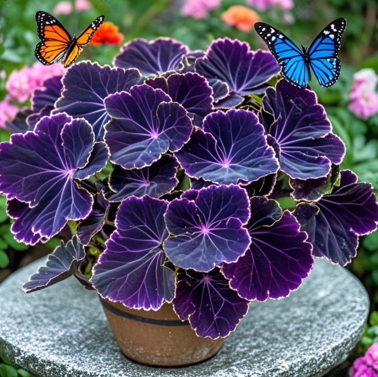 Glow Begonia Seeds🌿Enchanting Bioluminescent Beauty