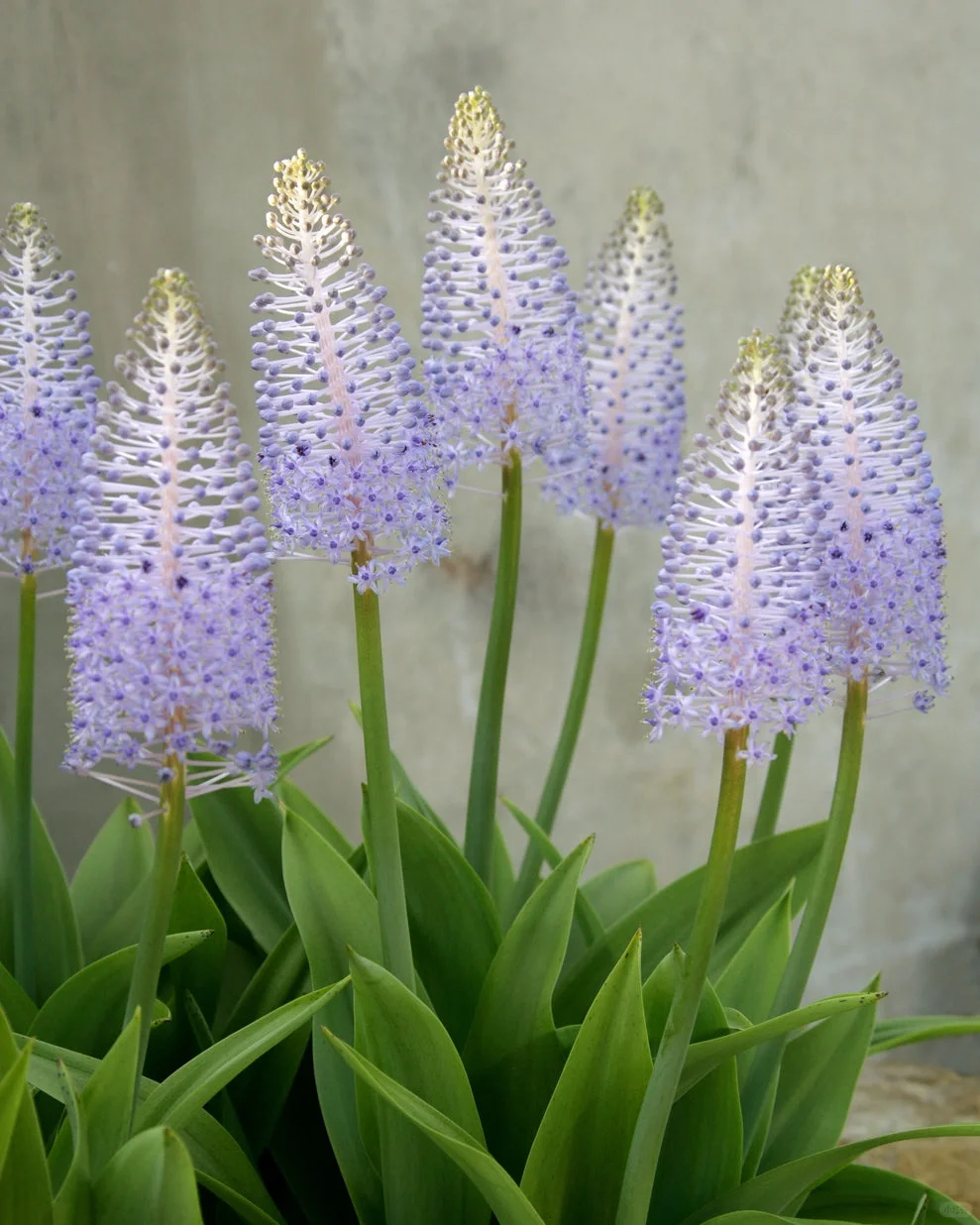 🌟Scilla madeirensis Bulbs – Bring Exotic Elegance to Your Garden!🌟