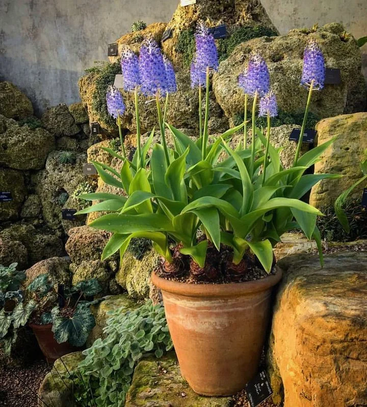 🌟Scilla madeirensis Bulbs – Bring Exotic Elegance to Your Garden!🌟