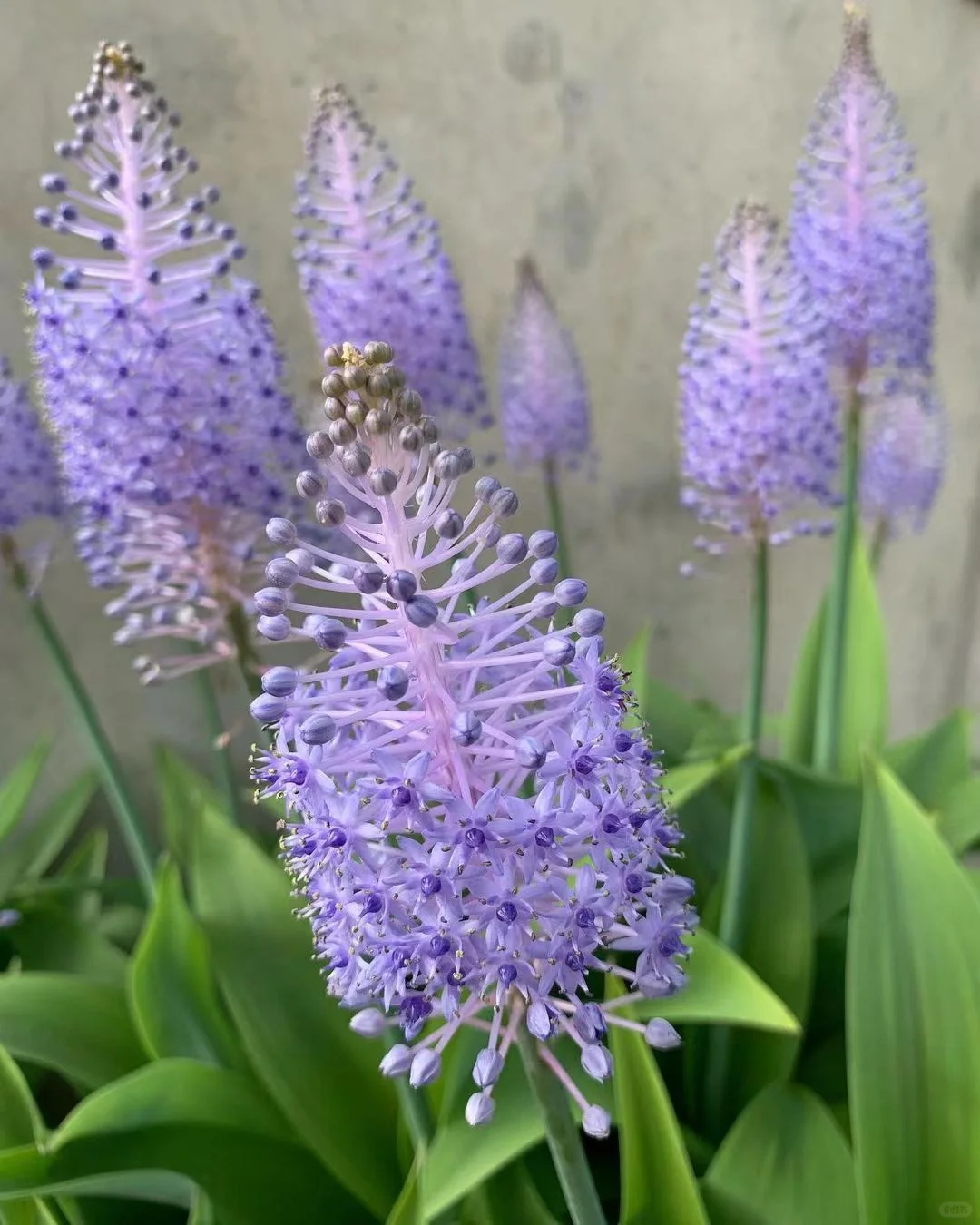 🌟Scilla madeirensis Bulbs – Bring Exotic Elegance to Your Garden!🌟