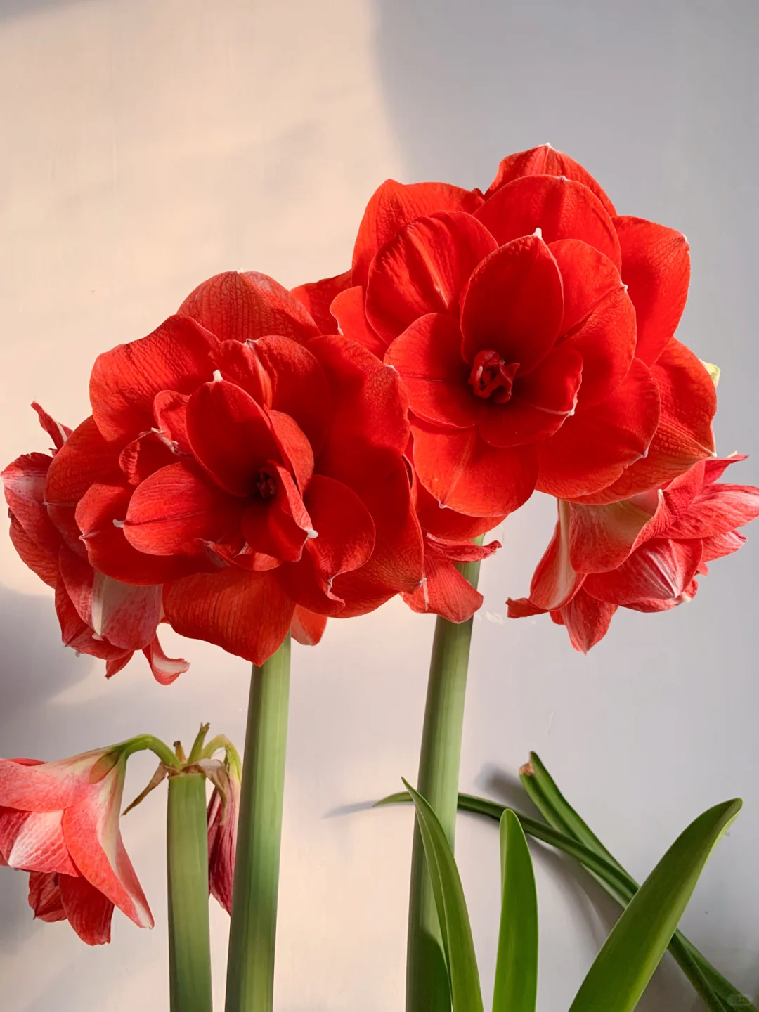Rare Amaryllis Bulbs