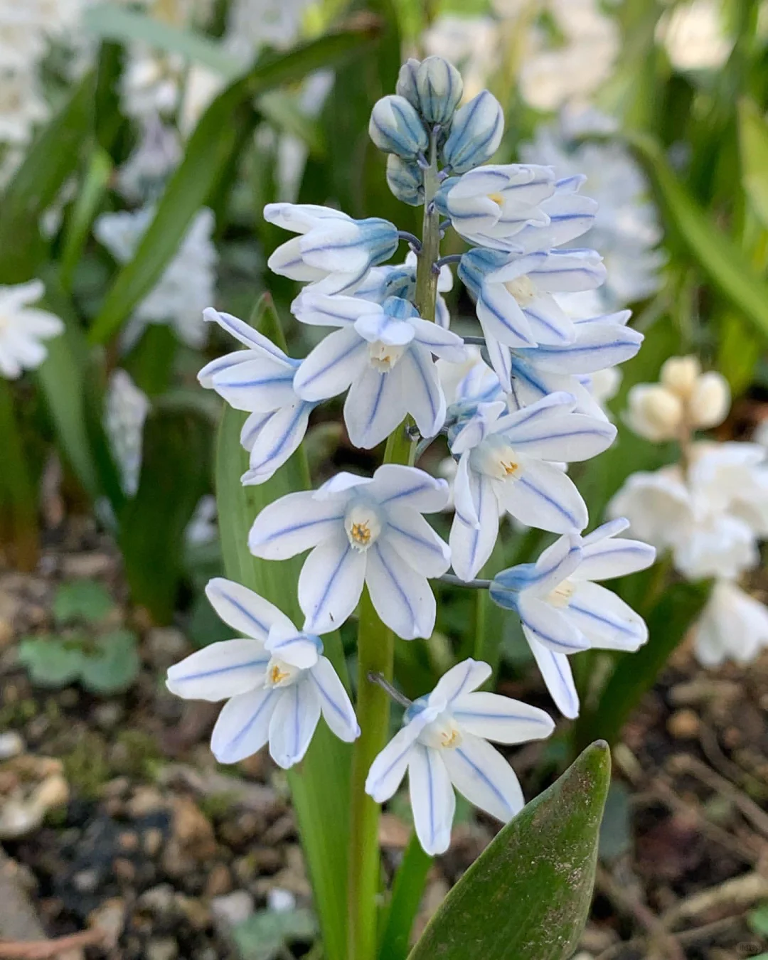 🌸 Puschkinia Scilloides Bulbs - Graceful Blooms to Brighten Early Spring 🌸