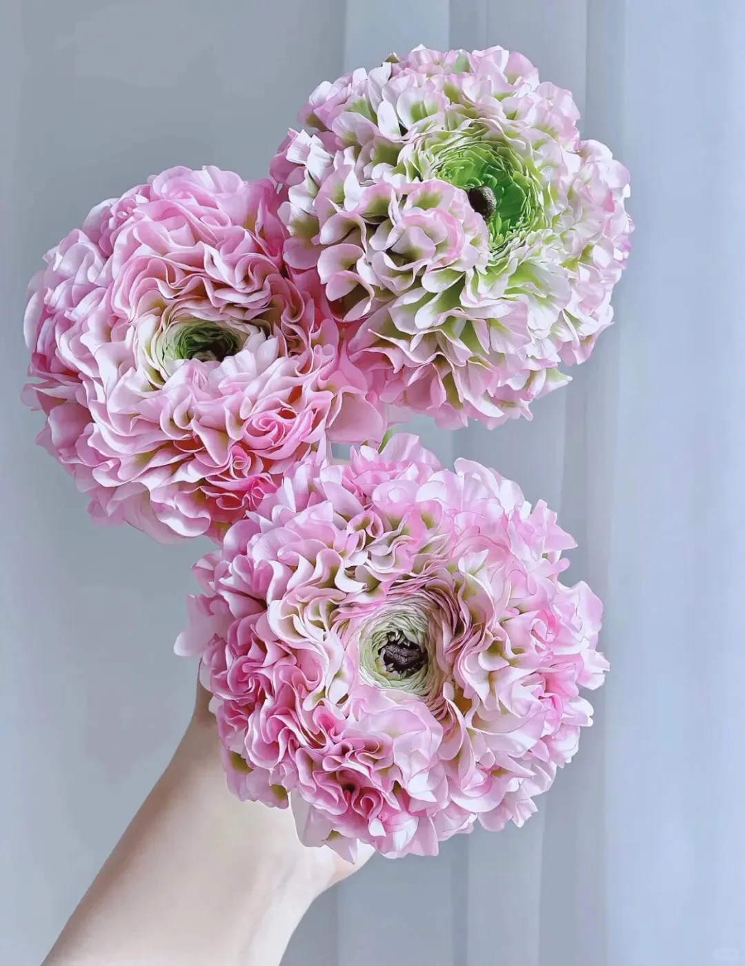 Ranunculus Koi Seeds