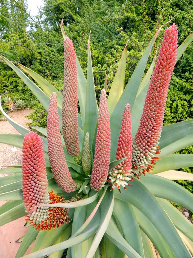 50 seeds aloe cameronii - Red Aloe Vera