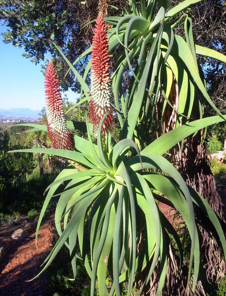 50 seeds aloe cameronii - Red Aloe Vera