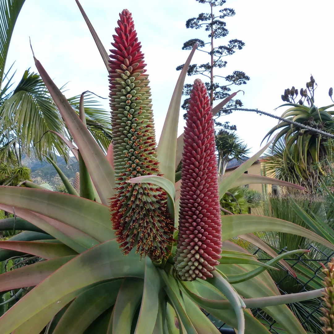 50 seeds aloe cameronii - Red Aloe Vera