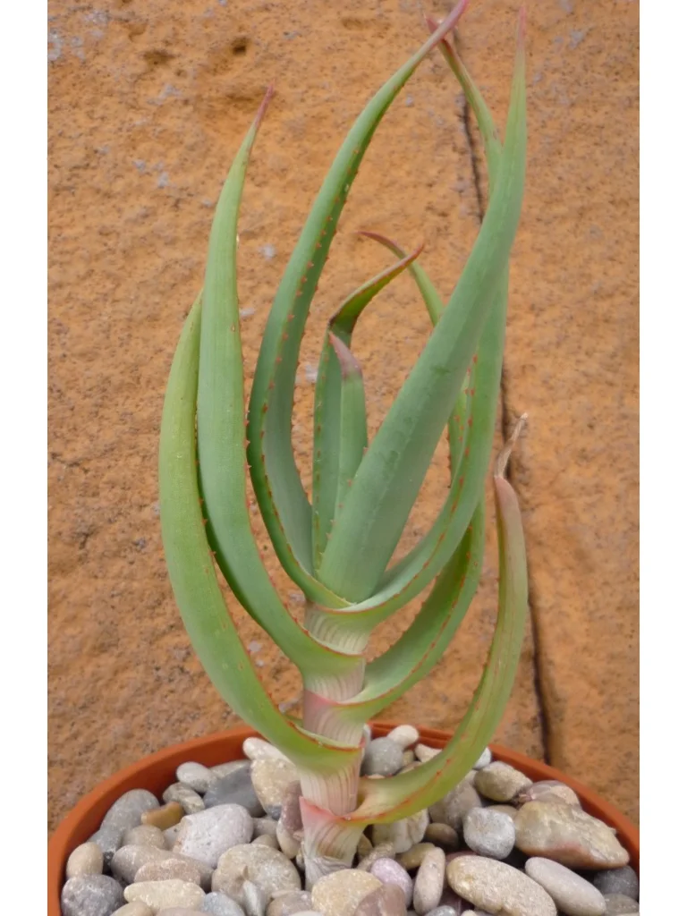 50 seeds aloe cameronii - Red Aloe Vera