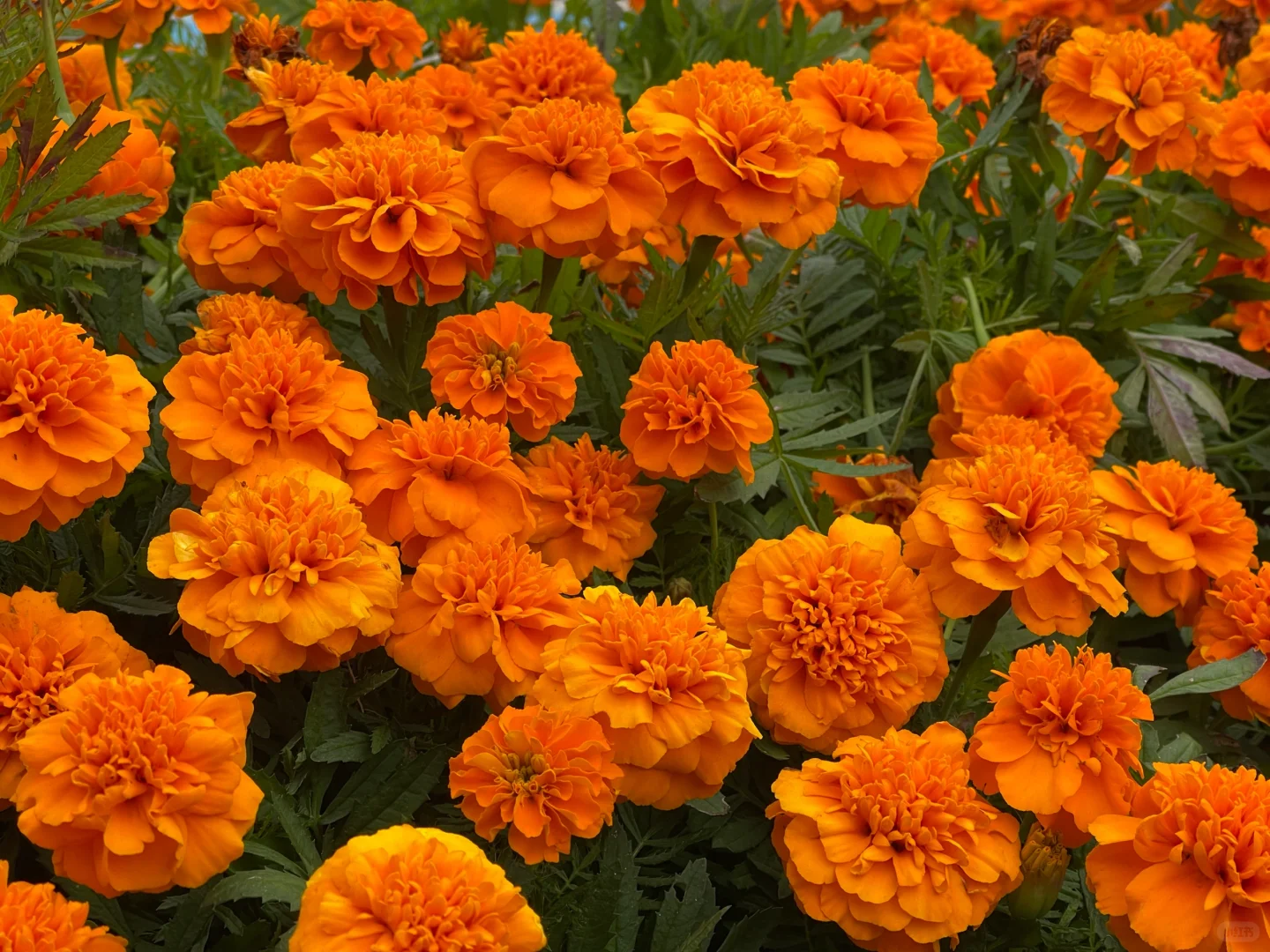 Marigold Seeds✨ Blooms of Eternal Sunshine