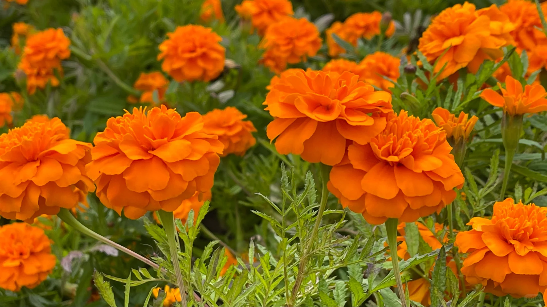 Marigold Seeds✨ Blooms of Eternal Sunshine