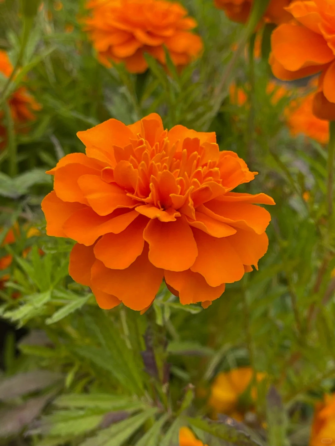 Marigold Seeds✨ Blooms of Eternal Sunshine