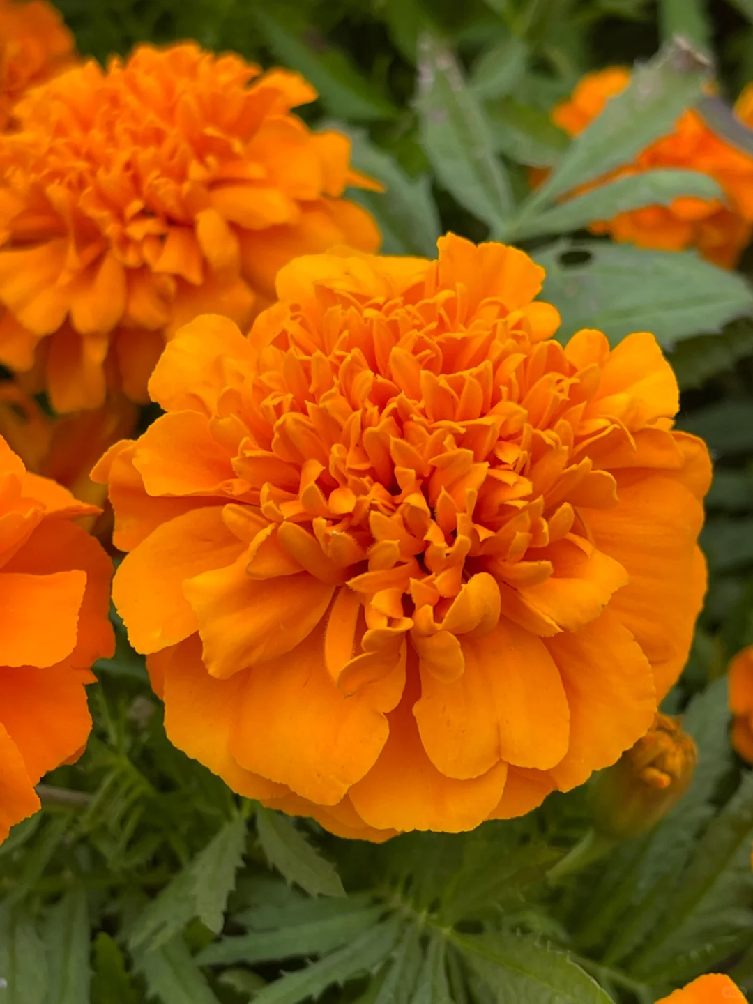 Marigold Seeds✨ Blooms of Eternal Sunshine