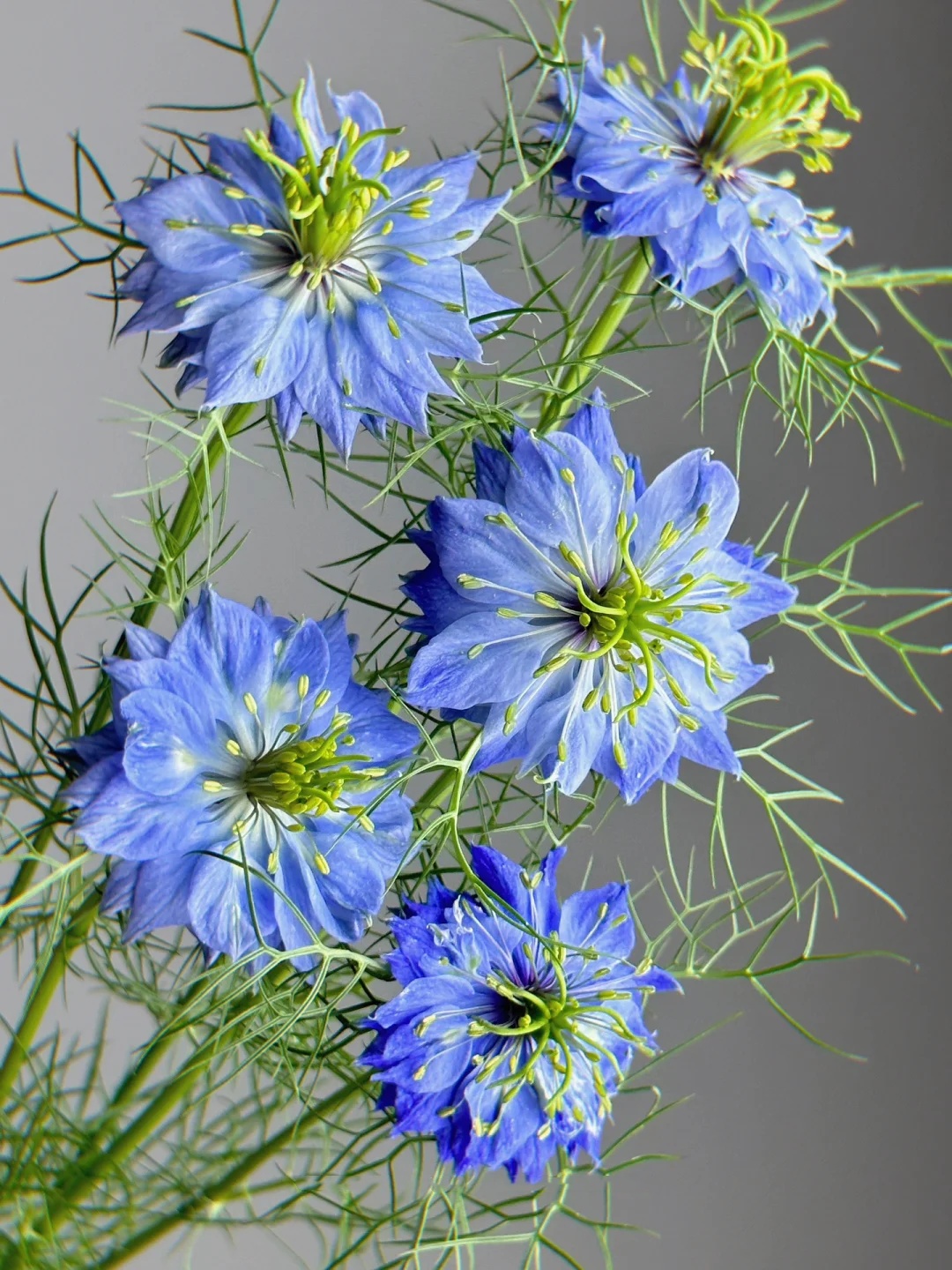 🌿 Nigella sativa Flowers🦋 | Devil-in-the-Bush Seeds