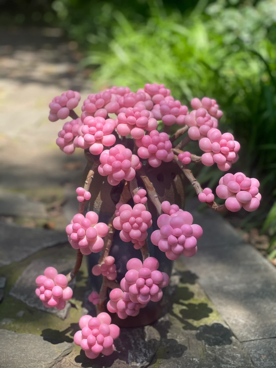 Graptopetalum amethystinum 'Peach Egg' Seeds🌸 Nature’s Living Peach Blossom