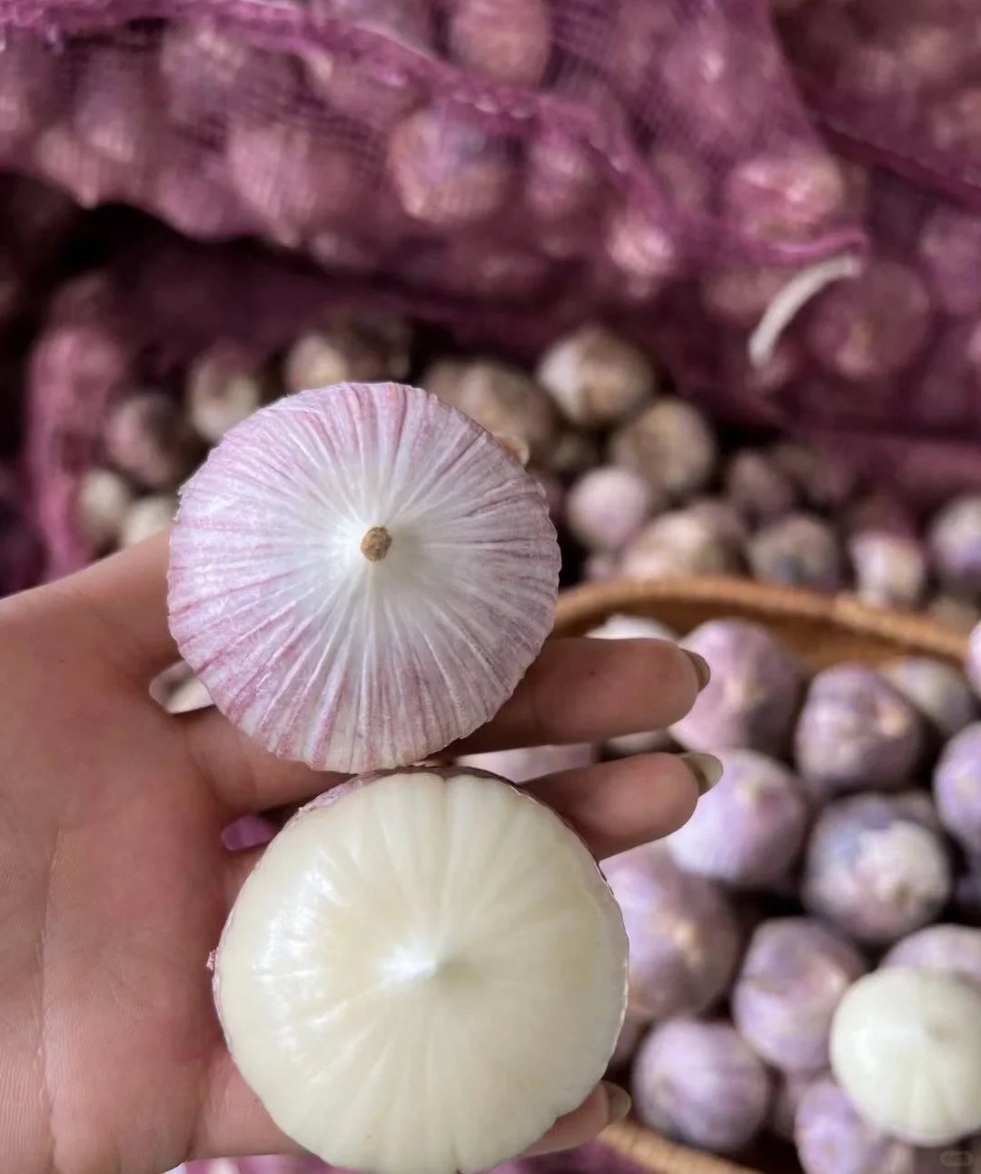 Purple Monolith Garlic Seeds🧄Nature’s Antioxidant Powerhouse