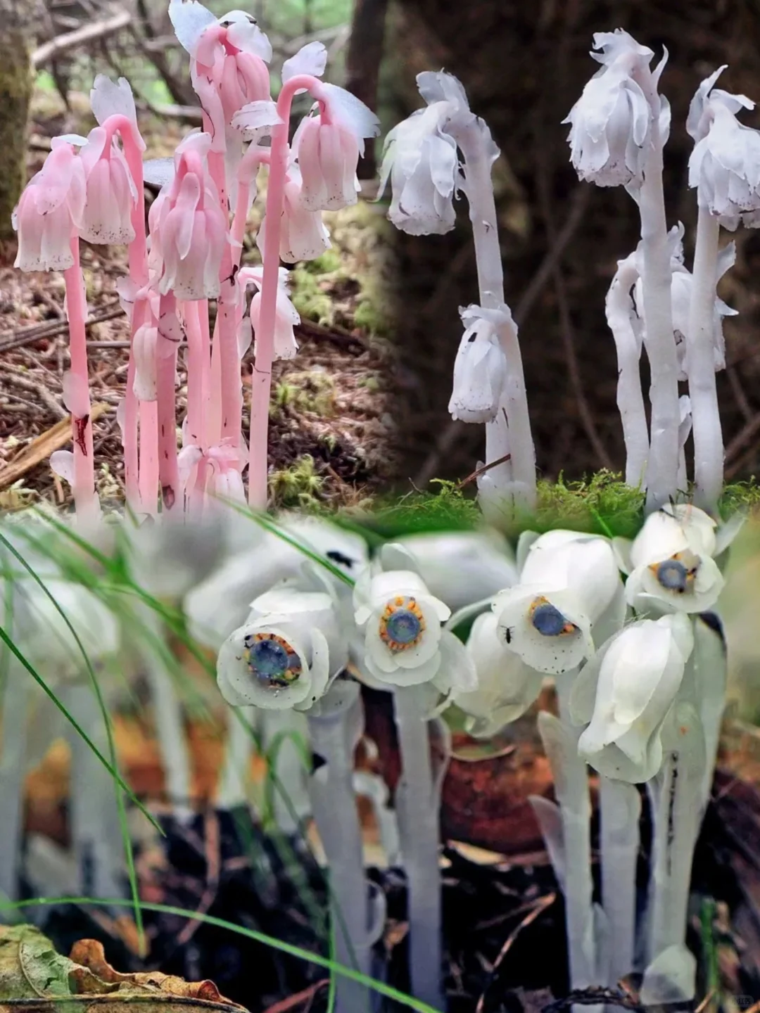 🌿 Angraecum equitans Seeds