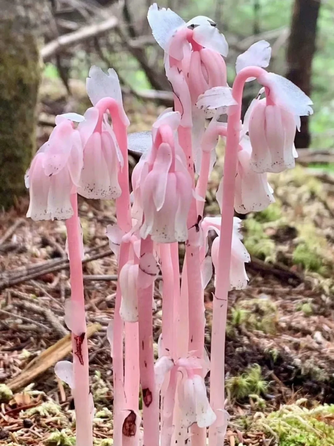 🌿 Angraecum equitans Seeds