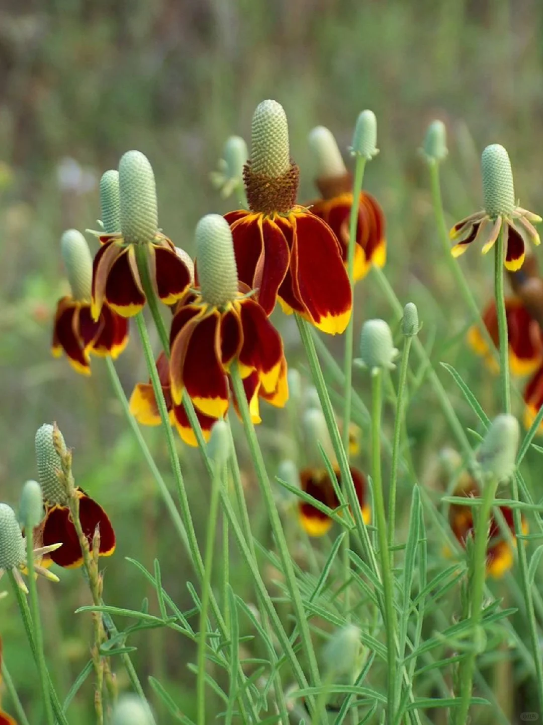 Mexican Hat (Echinacea Purpurea) Seeds 🌸🌿