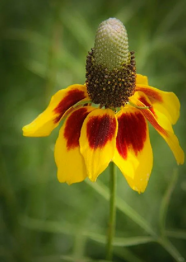 Mexican Hat (Echinacea Purpurea) Seeds 🌸🌿