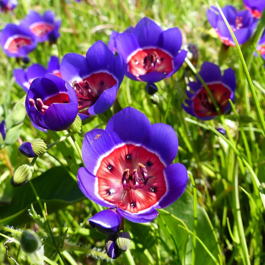 🍷 Geissorhiza radians – The Enchanted Wine Goblet Flower Seeds 🍷