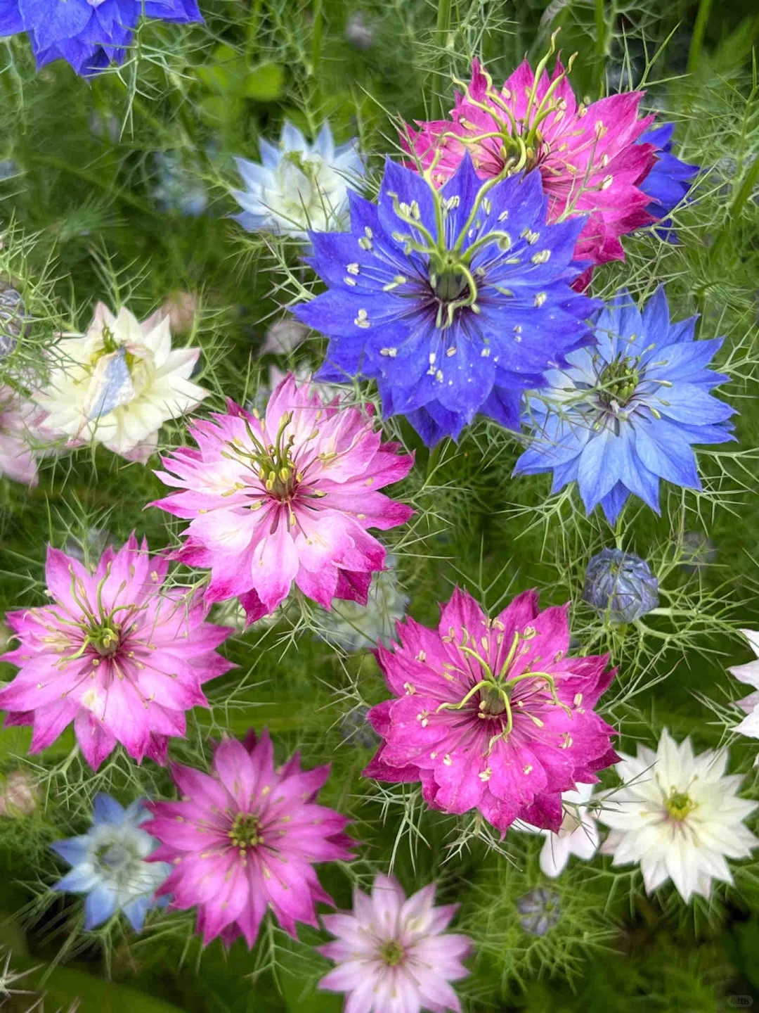 🌿 Nigella sativa Flowers🦋 | Devil-in-the-Bush Seeds