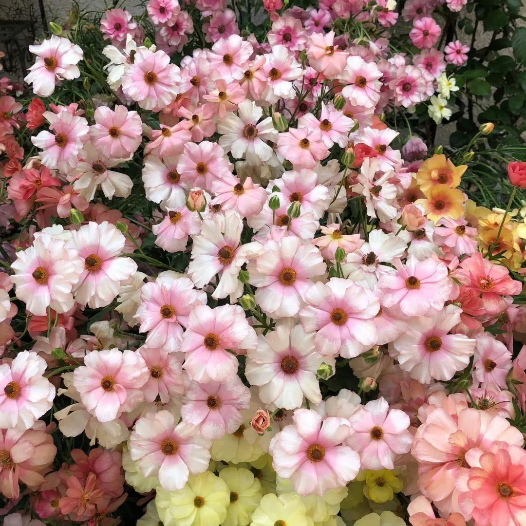 🦋 Butterfly Ranunculus Seeds